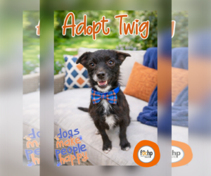 Chihuahua Dogs for adoption in Menifee, CA, USA