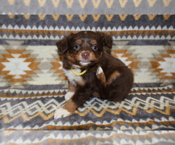 Medium Photo #18 Miniature Australian Shepherd Puppy For Sale in ADAIR VILLAGE, OR, USA