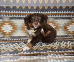 Small Photo #18 Miniature Australian Shepherd Puppy For Sale in ADAIR VILLAGE, OR, USA