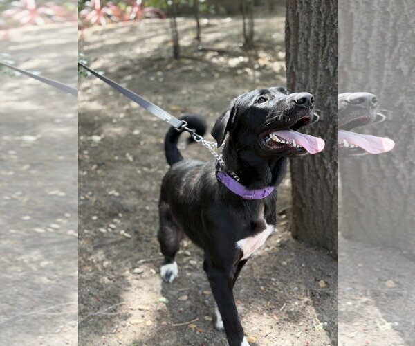 Medium Photo #4 Anatolian Shepherd-German Shepherd Dog Mix Puppy For Sale in Cupertino, CA, USA