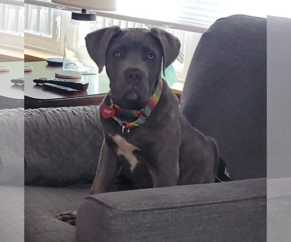 Medium Photo #1 Mutt Puppy For Sale in Fargo, ND, USA