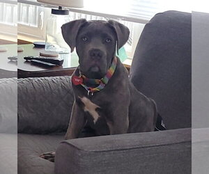 Mutt Dogs for adoption in Fargo, ND, USA