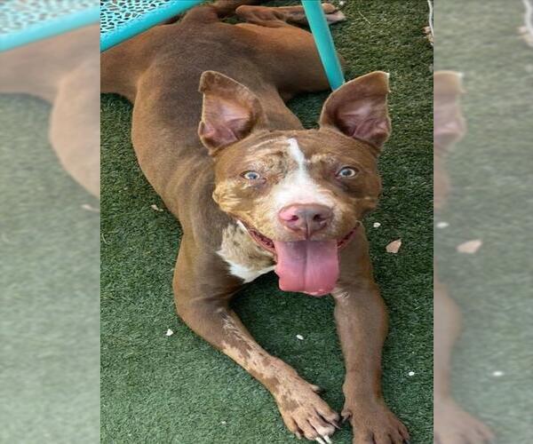 Medium Photo #2 American Pit Bull Terrier-Unknown Mix Puppy For Sale in Texas City, TX, USA