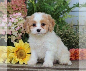 Cavachon Puppy for sale in GORDONVILLE, PA, USA