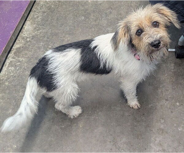 Medium Photo #2 Jack Russell Terrier Puppy For Sale in Evansville, IN, USA