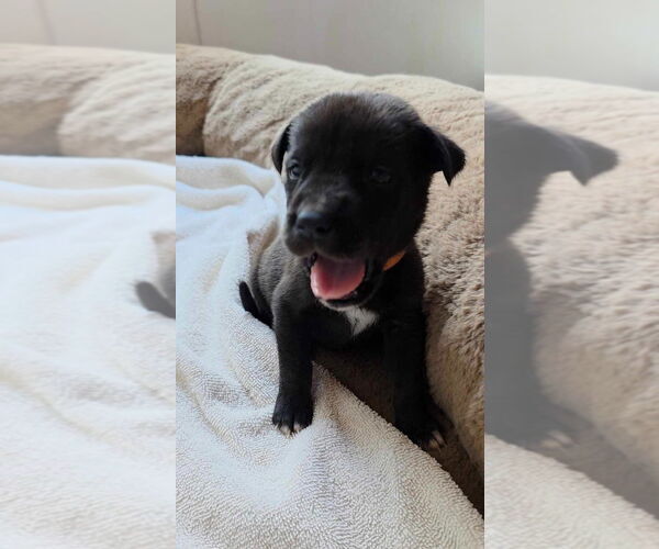 Medium Photo #4 Great Dane-Unknown Mix Puppy For Sale in Bullard, TX, USA