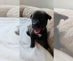 Small #3 Great Dane Mix