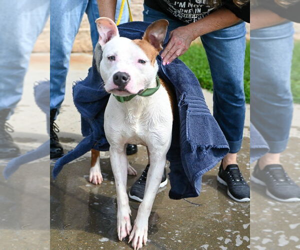 Medium Photo #3 American Pit Bull Terrier Puppy For Sale in Glen Allen, VA, USA