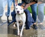 Small #2 American Pit Bull Terrier