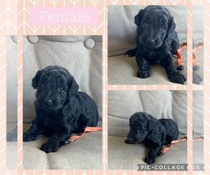 Goldendoodle Puppy for sale in LONDON, KY, USA