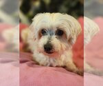 Small Photo #2 Maltese Puppy For Sale in Bon Carbo, CO, USA