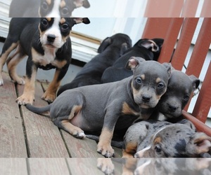 American Bully Litter for sale in LEWISBURG, TN, USA