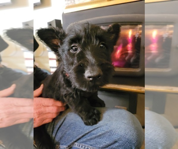 Medium Photo #4 Scottish Terrier Puppy For Sale in NEOSHO, MO, USA