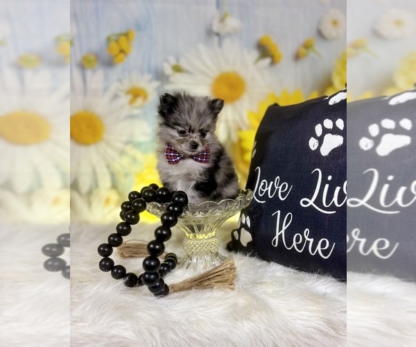 Medium Photo #2 Pomeranian Puppy For Sale in RIPLEY, MS, USA