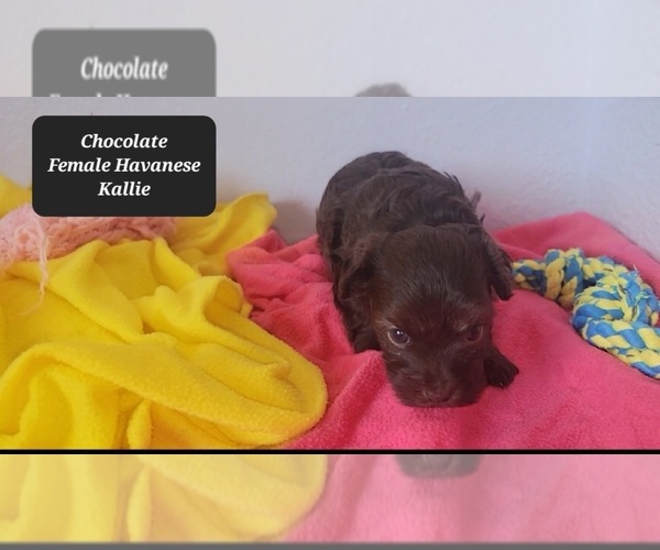 Medium Photo #3 Havanese Puppy For Sale in TUCSON, AZ, USA