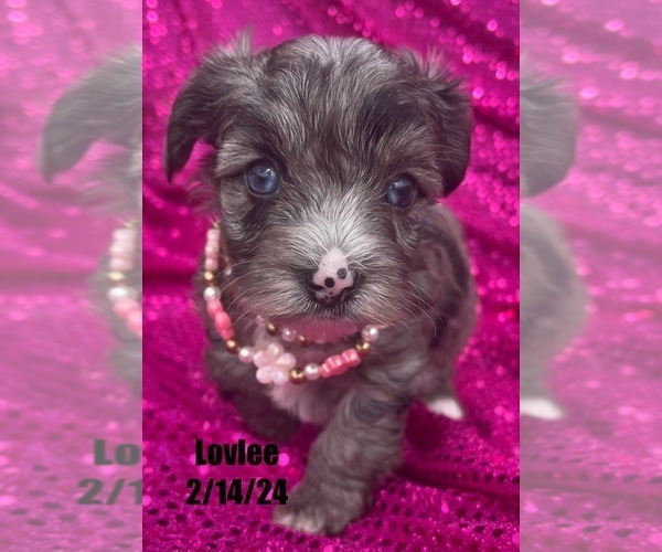 Medium Photo #16 Yorkshire Terrier Puppy For Sale in MIAMI, FL, USA