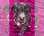 Small Photo #16 Yorkshire Terrier Puppy For Sale in MIAMI, FL, USA
