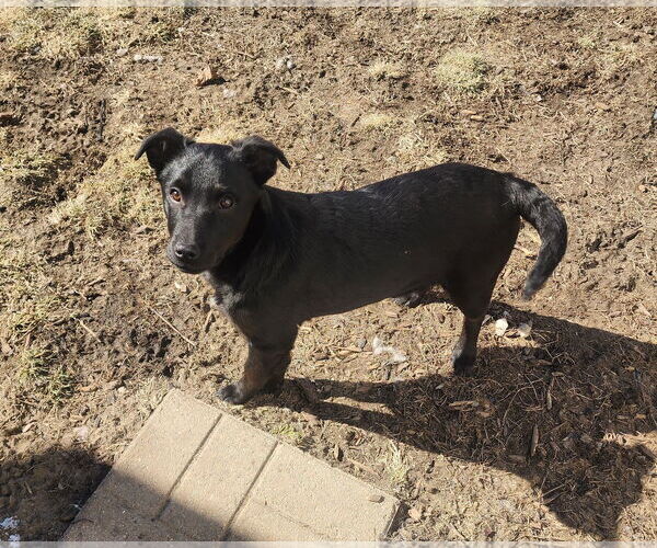 Medium Photo #3 Jack Russell Terrier-Retriever  Mix Puppy For Sale in Marine City, MI, USA