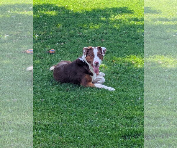 Medium Photo #3 Australian Shepherd-Unknown Mix Puppy For Sale in Brooklyn Center, MN, USA