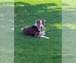 Small #2 Australian Shepherd Mix