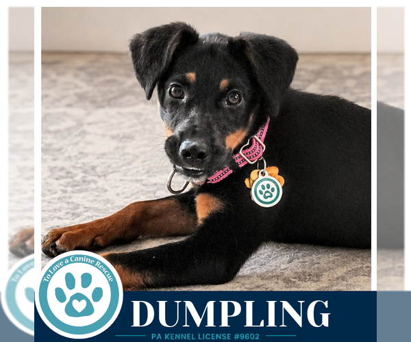 Medium Photo #1 - Mix Puppy For Sale in Kimberton, PA, USA