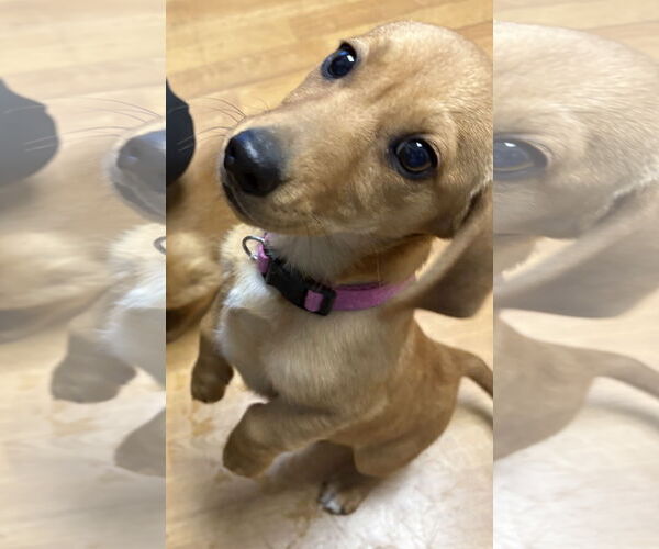 Medium Photo #2 Dachshund Puppy For Sale in Mount Airy, NC, USA