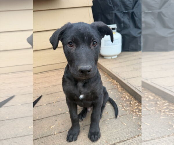 Medium Photo #1 Mutt Puppy For Sale in Fort Collins, CO, USA