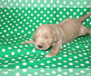 Goldendoodle (Miniature) Puppy for sale in BLMGTN, IN, USA