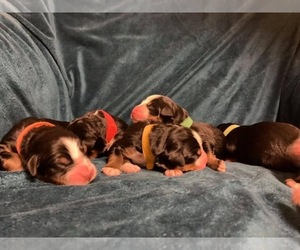 Bernese Mountain Dog Puppy for sale in MEAD, WA, USA