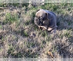 Small Photo #2 French Bulldog Puppy For Sale in GERMANTOWN, TN, USA
