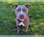 Small Staffordshire Bull Terrier Mix