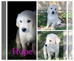 Puppy 1 English Cream Golden Retriever