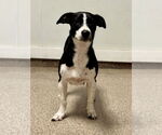 Small #1 Labrador Retriever Mix