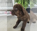 Small #6 Newfoundland