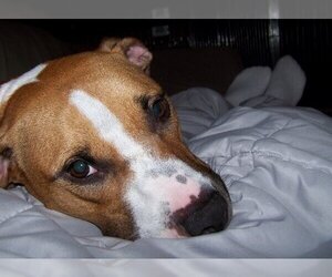 Chyna - Female American Pit Bull Terrier-American Staffordshire Terrier Mix Dog for Adoption - Photo #5