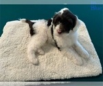 Puppy Puppy BLUE Portuguese Water Dog