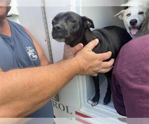 Chihuahua Dogs for adoption in Houston, TX, USA