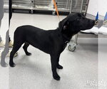 Small #1 Labrador Retriever Mix