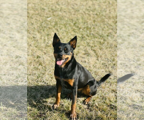 Medium Photo #2 Mutt Puppy For Sale in COLUMBIA, MD, USA