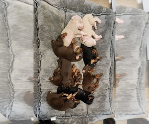 Doberman Pinscher Puppy for sale in SPARTANBURG, SC, USA