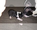 Small #2 Boston Terrier