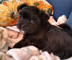 Shorkie Tzu Puppy for sale in SALINEVILLE, OH, USA