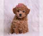 Small #1 Poodle (Miniature)