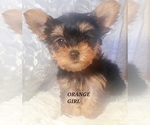 Small Photo #5 Yorkshire Terrier Puppy For Sale in MORENO VALLEY, CA, USA
