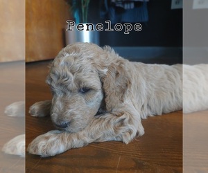 Goldendoodle Puppy for sale in CLARION, PA, USA