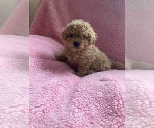 Bernedoodle (Miniature) Puppy for sale in ALPHA, KY, USA
