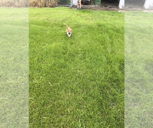 Rat Terrier Puppy for sale in OTTOSEN, IA, USA