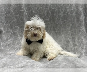 Poovanese Puppy for sale in LAKELAND, FL, USA