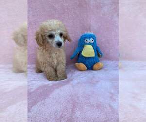 Poodle (Toy) Puppy for sale in UNICOI, TN, USA