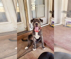 American Pit Bull Terrier-American Staffordshire Terrier Mix Dogs for adoption in Mesa, AZ, USA